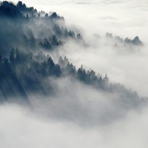 Trees in cloud