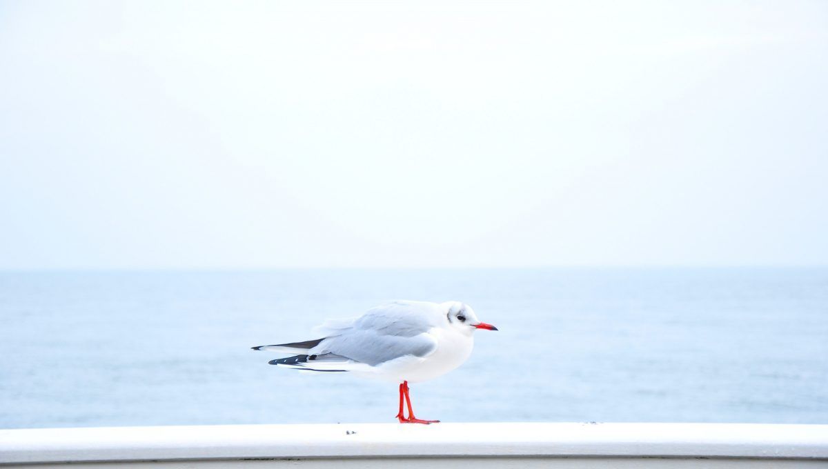 Seaside seagull