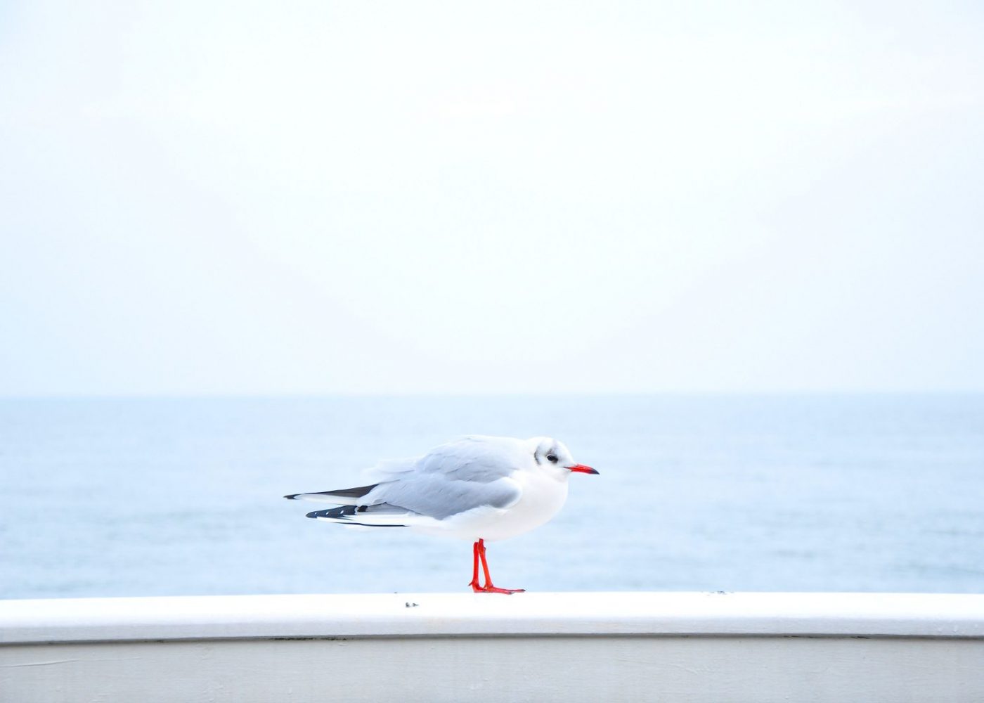 Seaside seagull